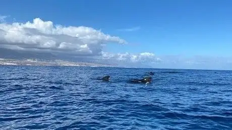Photo de Whale Express Tenerife
