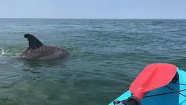 Photo de GoKayak! Paddle with a Porpoise!