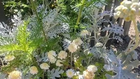 Photo de Dalkey Garden School & Mornington Garden