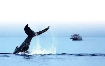 Foto de Croisières AML