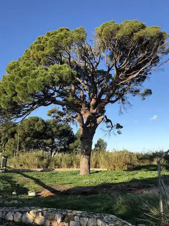 Photo de Pi de Bofarull