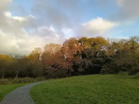 Glasswater Wood