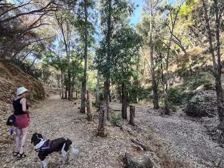 Photo de Bosque de árboles tallados