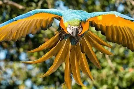 Photo de Bird Park Heiligenkirchen