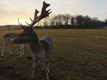 Photo de Nunkircher Wildgehege