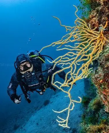 Photo of diving RABAC