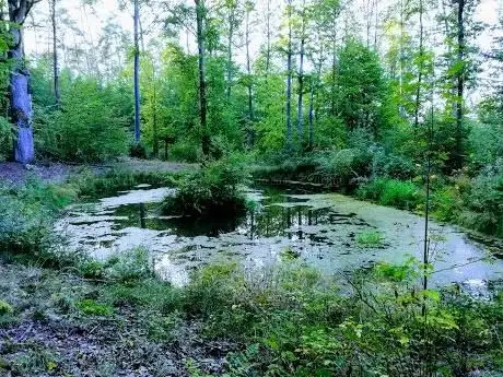 Photo de Waldsee
