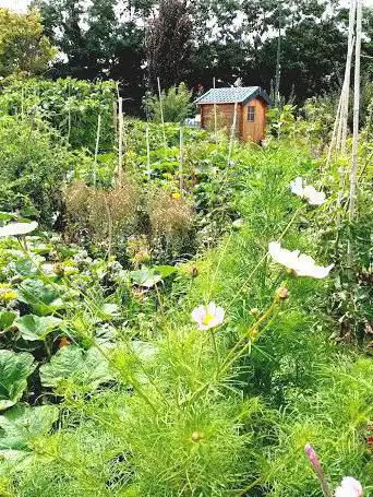 Photo de Partagé Saint Gratien Garden