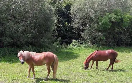 Photo de Kutschenfahrten&Ponyreiten Martin Bühler