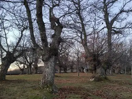 Photo de Arboles milenarios