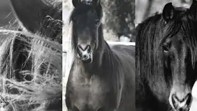 Photo de CENTRE EQUESTRE PONEY CLUB DU PHOENIX