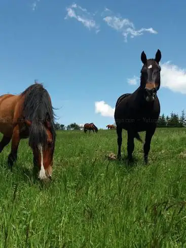 Photo de Les Chevaux Du Buac