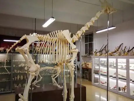 Photo de Museo Anatómico (Uva)