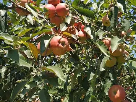 Photo de Kavaklı Bahçe