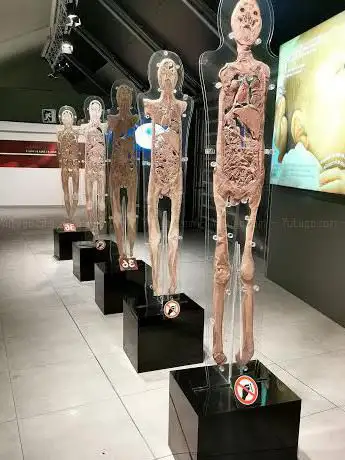 Photo de HUMAN BODIES Exposición Barcelona