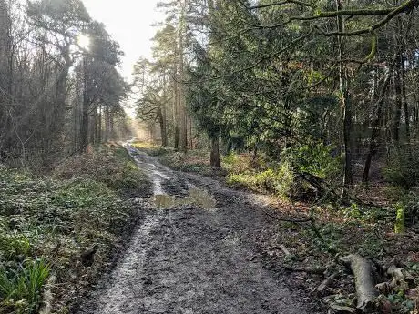 Foto de National Trust - Limpsfield Common