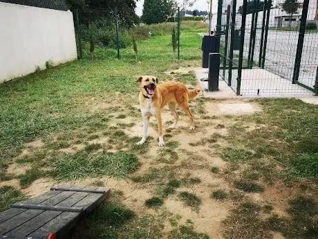 Photo de Parque Canino da Rua dos Comendadores