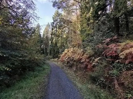 Glenart Wood