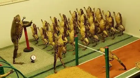 Photo de Froggyland