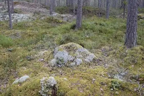 Photo de Tångbergets Naturreservat