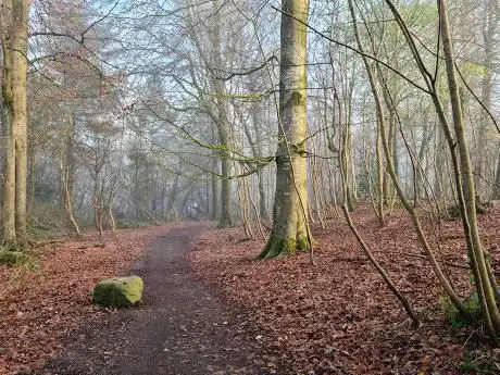 Galgorm Wood
