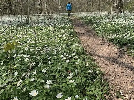 Photo de Prästängen