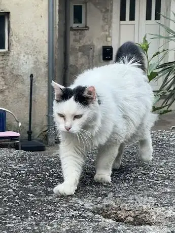 Photo de Uli The Cat