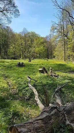 Photo de Christinelunds ädellövskog