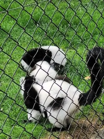 C&J's Animal Park