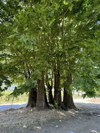 Photo de Yedi Çınarlar