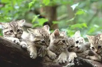 Photo of Wildlife Park Eekholt