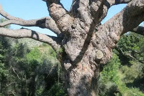 Photo de Pi Gros de Vilanova i la Geltrú