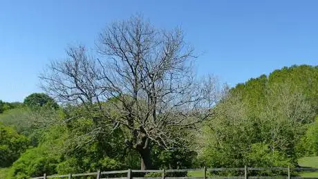 Photo de Oakenshaw Woods