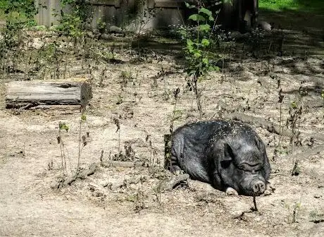 Photo de Tibro Minizoo