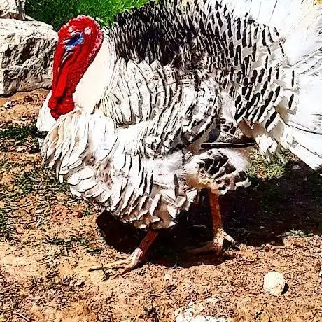 Photo de Jandarma Hatıra Ormanı