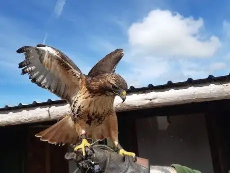 Photo de Mayfield Birds Of Prey