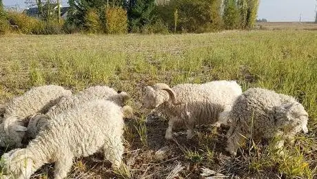 Photo of La Ferme des P'tits Bergers -Laine mohair & mouton - Loiret & Essonne