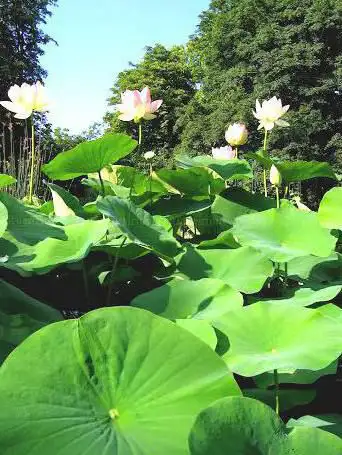 Photo de Garden of the botanical school