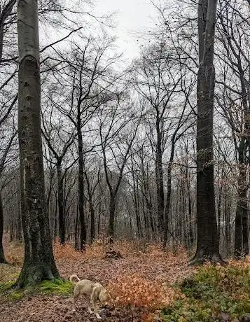 Photo de Vohwinkel Park