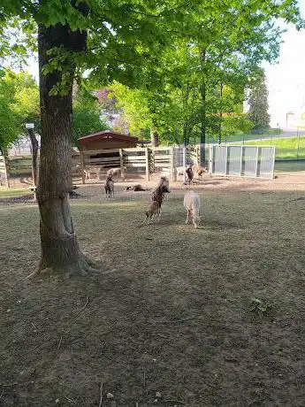 Photo de Parc aux cerfs et aux mouflons