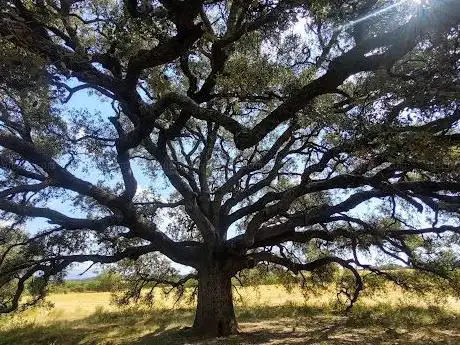 Photo de Carrasca de Roque