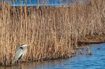 Photo de Edwin B Forsythe National Wildlife Refuge