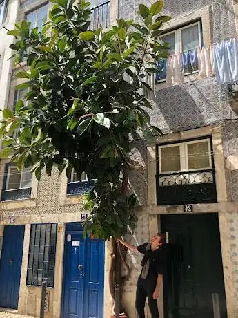 Photo de Historic Giant Plant of Lisbon