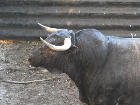 Photo de Aprende de Toros