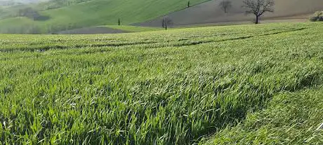 Photo de Boschetto Contrada Campiglia