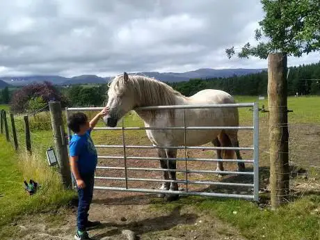 Photo de Strathspey Highland Ponies