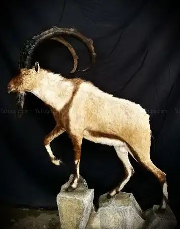Photo de İhsan YEY Taxidermy