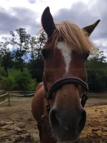 Photo de Centro Equestre Framura