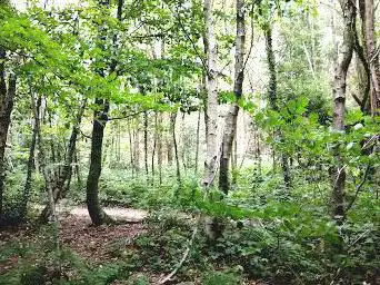 Photo de West Wood (Free Car Park) Forestry Commission