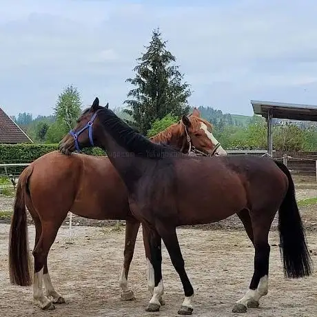 Photo de Reitanlage Schoberhof OG